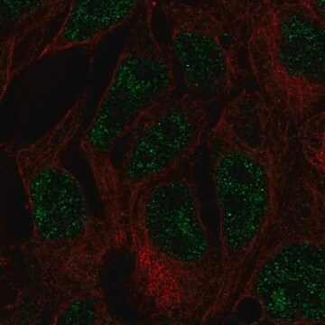 Anti-DNMT3L antibody produced in rabbit Prestige Antibodies&#174; Powered by Atlas Antibodies, affinity isolated antibody