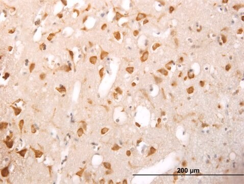 Monoclonal Anti-TRIM25 antibody produced in mouse clone 5C3, purified immunoglobulin, buffered aqueous solution