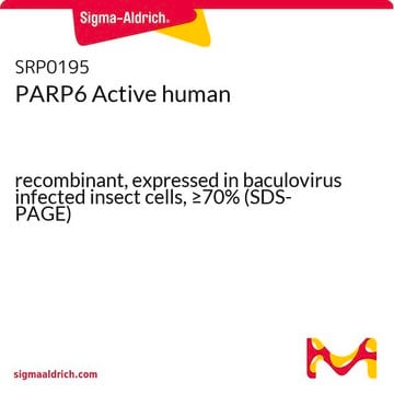 PARP6 Active human recombinant, expressed in baculovirus infected insect cells, &#8805;70% (SDS-PAGE)