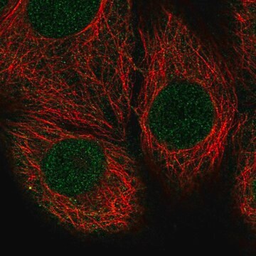 Anti-PTEN antibody produced in rabbit Prestige Antibodies&#174; Powered by Atlas Antibodies, affinity isolated antibody, buffered aqueous glycerol solution