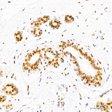 Anti-EHMT2 Antibody, clone 2I0Q4, Rabbit Monoclonal