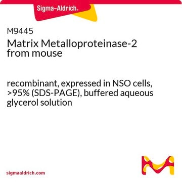 Matrix Metalloproteinase-2 aus mouse recombinant, expressed in NSO cells, &gt;95% (SDS-PAGE), buffered aqueous glycerol solution