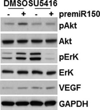 单克隆抗-VEGF 小鼠抗 clone 3F7, purified immunoglobulin, buffered aqueous solution