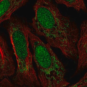 Anti-FASTKD3 antibody produced in rabbit Prestige Antibodies&#174; Powered by Atlas Antibodies, affinity isolated antibody