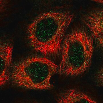 Anti-HEATR5B antibody produced in rabbit Prestige Antibodies&#174; Powered by Atlas Antibodies, affinity isolated antibody