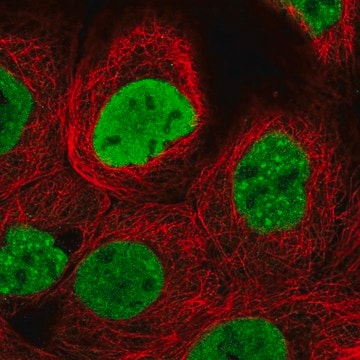 Anti-H2AFX antibody produced in rabbit Prestige Antibodies&#174; Powered by Atlas Antibodies, affinity isolated antibody