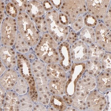 Anti-ZNF75A antibody produced in rabbit Prestige Antibodies&#174; Powered by Atlas Antibodies, affinity isolated antibody, buffered aqueous glycerol solution