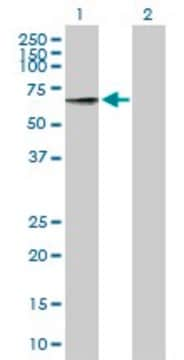 Anti-RIC3 antibody produced in mouse purified immunoglobulin, buffered aqueous solution