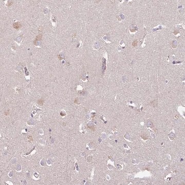 Anti-C4orf48 antibody produced in rabbit Prestige Antibodies&#174; Powered by Atlas Antibodies, affinity isolated antibody, buffered aqueous glycerol solution