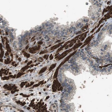 Anti-MSRB3 antibody produced in rabbit Prestige Antibodies&#174; Powered by Atlas Antibodies, affinity isolated antibody, buffered aqueous glycerol solution