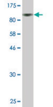 Monoclonal Anti-PSAP antibody produced in mouse clone 2F6, purified immunoglobulin, buffered aqueous solution