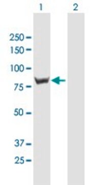 Anti-RINT-1 antibody produced in mouse purified immunoglobulin, buffered aqueous solution