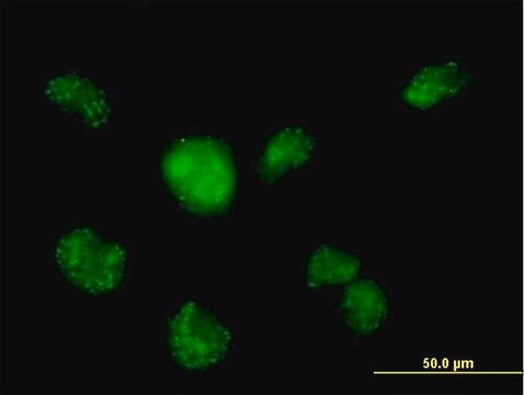 Anti-CALML3 antibody produced in mouse IgG fraction of antiserum, buffered aqueous solution