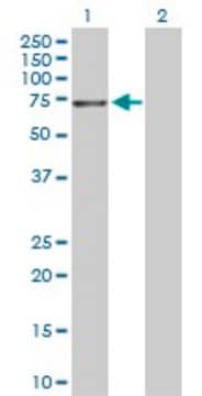 Anti-NTRK3 antibody produced in rabbit purified immunoglobulin, buffered aqueous solution