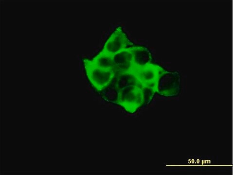 ANTI-RPS6KB1 antibody produced in mouse clone 2C2, purified immunoglobulin, buffered aqueous solution