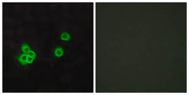 Anti-PEA15 antibody produced in rabbit affinity isolated antibody