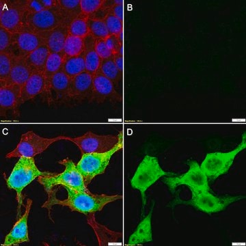 Anti-Luciferase Antibody, clone 1D20 ZooMAb&#174; Rabbit Monoclonal recombinant, expressed in HEK 293 cells