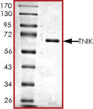 TNIK, active, GST tagged human PRECISIO&#174;, recombinant, expressed in baculovirus infected Sf9 cells, &#8805;70% (SDS-PAGE), buffered aqueous glycerol solution