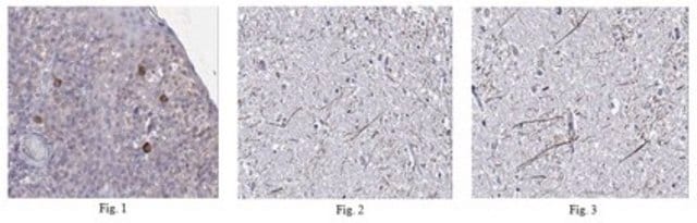 Anti-IL-12 alpha Antibody from rabbit, purified by affinity chromatography