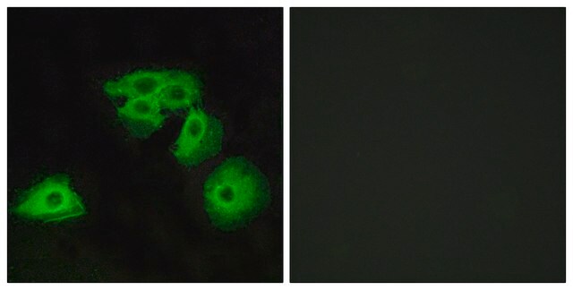 Anti-ADORA3 antibody produced in rabbit affinity isolated antibody