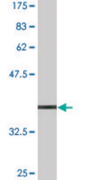 Monoclonal Anti-ZNFN1A4 antibody produced in mouse clone 4E6, ascites fluid