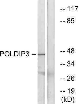 Anti-POLDIP3 antibody produced in rabbit affinity isolated antibody