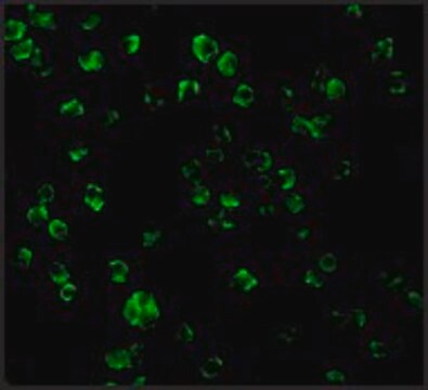 Anti-TLR10 antibody produced in rabbit affinity isolated antibody, buffered aqueous solution