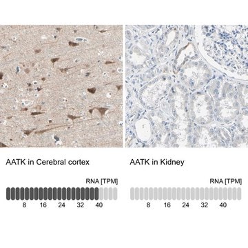 Anti-AATK antibody produced in rabbit Prestige Antibodies&#174; Powered by Atlas Antibodies, affinity isolated antibody, buffered aqueous glycerol solution