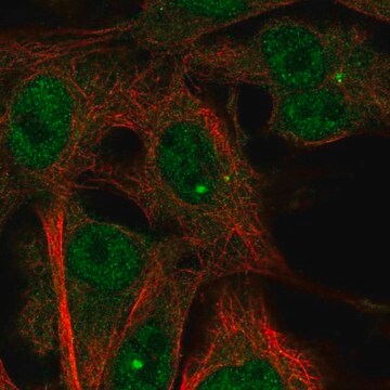 Anti-TMEM169 antibody produced in rabbit Prestige Antibodies&#174; Powered by Atlas Antibodies, affinity isolated antibody