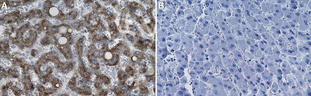 Anti-TRIM25 Antibody, clone 1B8 ZooMAb&#174; Rabbit Monoclonal recombinant, expressed in HEK 293 cells