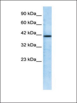 Anti-CHRFAM7A antibody produced in rabbit affinity isolated antibody