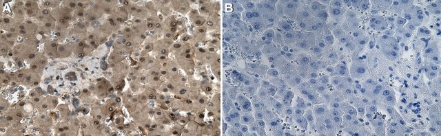 Anti-DPP9 Antibody, clone 1E12 ZooMAb&#174; Rabbit Monoclonal recombinant, expressed in HEK 293 cells