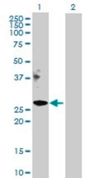 Anti-APOM antibody produced in rabbit purified immunoglobulin, buffered aqueous solution