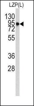 Monoclonal Anti-OIT3(L) antibody produced in mouse IgG fraction of antiserum, buffered aqueous solution