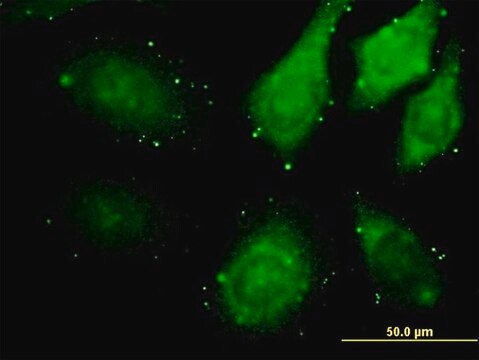 Monoclonal Anti-ZAK antibody produced in mouse clone 3D11, purified immunoglobulin, buffered aqueous solution