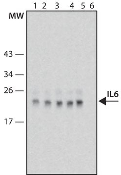 Anti-IL6 high affinity antibody, Mouse monoclonal clone IL6-4G1, purified from hybridoma cell culture