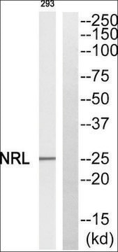 Anti-NRL antibody produced in rabbit affinity isolated antibody