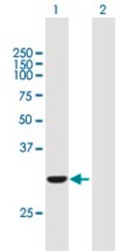 Anti-COASY antibody produced in mouse purified immunoglobulin, buffered aqueous solution