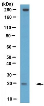 Anti-LCN13 Antibody serum, from rabbit