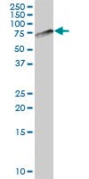 Anti-KLC4 antibody produced in mouse IgG fraction of antiserum, buffered aqueous solution