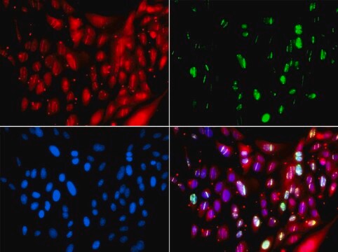 Anti-UIMC1 antibody produced in rabbit