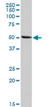 Anti-INHBA Rabbit pAb liquid, Calbiochem&#174;