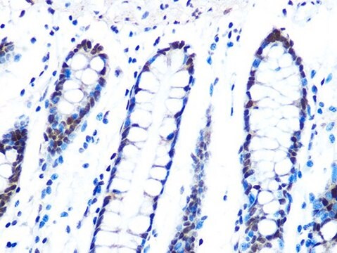 Anti-DYNLL1 antibody produced in rabbit