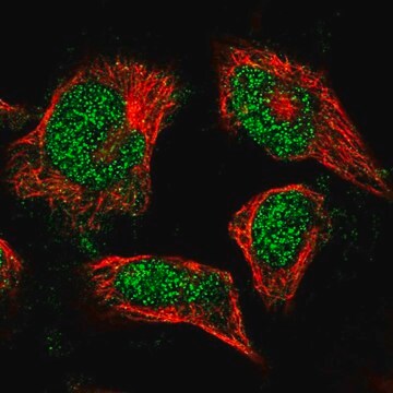 Anti-FAF1 antibody produced in rabbit Prestige Antibodies&#174; Powered by Atlas Antibodies, affinity isolated antibody, buffered aqueous glycerol solution, Ab1