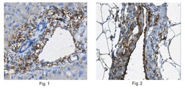 Anti-Lubricin/Proteoglycan 4, clone 5C11 Antibody clone 5C11, from mouse