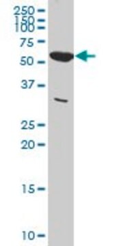 Monoclonal Anti-PKM2 antibody produced in mouse clone 5D2-3B3, ascites fluid