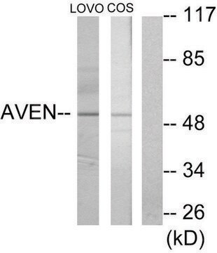 Anti-AVEN antibody produced in rabbit affinity isolated antibody