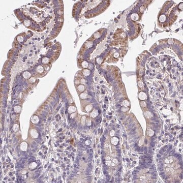 Anti-CEP63 antibody produced in rabbit Prestige Antibodies&#174; Powered by Atlas Antibodies, affinity isolated antibody, buffered aqueous glycerol solution