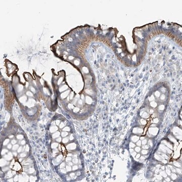 Anti-FAM131C antibody produced in rabbit Prestige Antibodies&#174; Powered by Atlas Antibodies, affinity isolated antibody, buffered aqueous glycerol solution