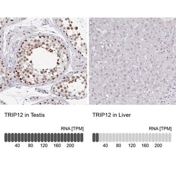 Anti-TRIP12 antibody produced in rabbit Prestige Antibodies&#174; Powered by Atlas Antibodies, affinity isolated antibody, buffered aqueous glycerol solution